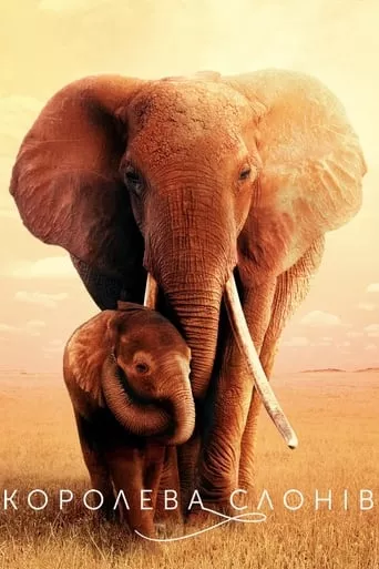 Фільм 'Королева слонів' постер