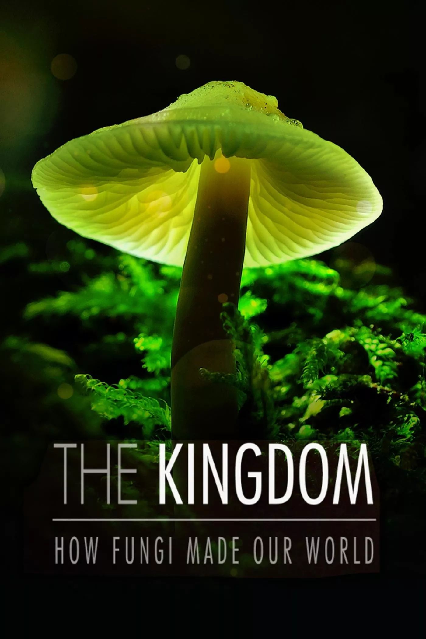 Фільм 'Королівство. Як гриби створили наш світ' постер