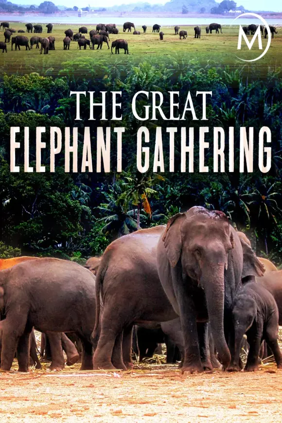Фільм 'Велике зібрання слонів' постер