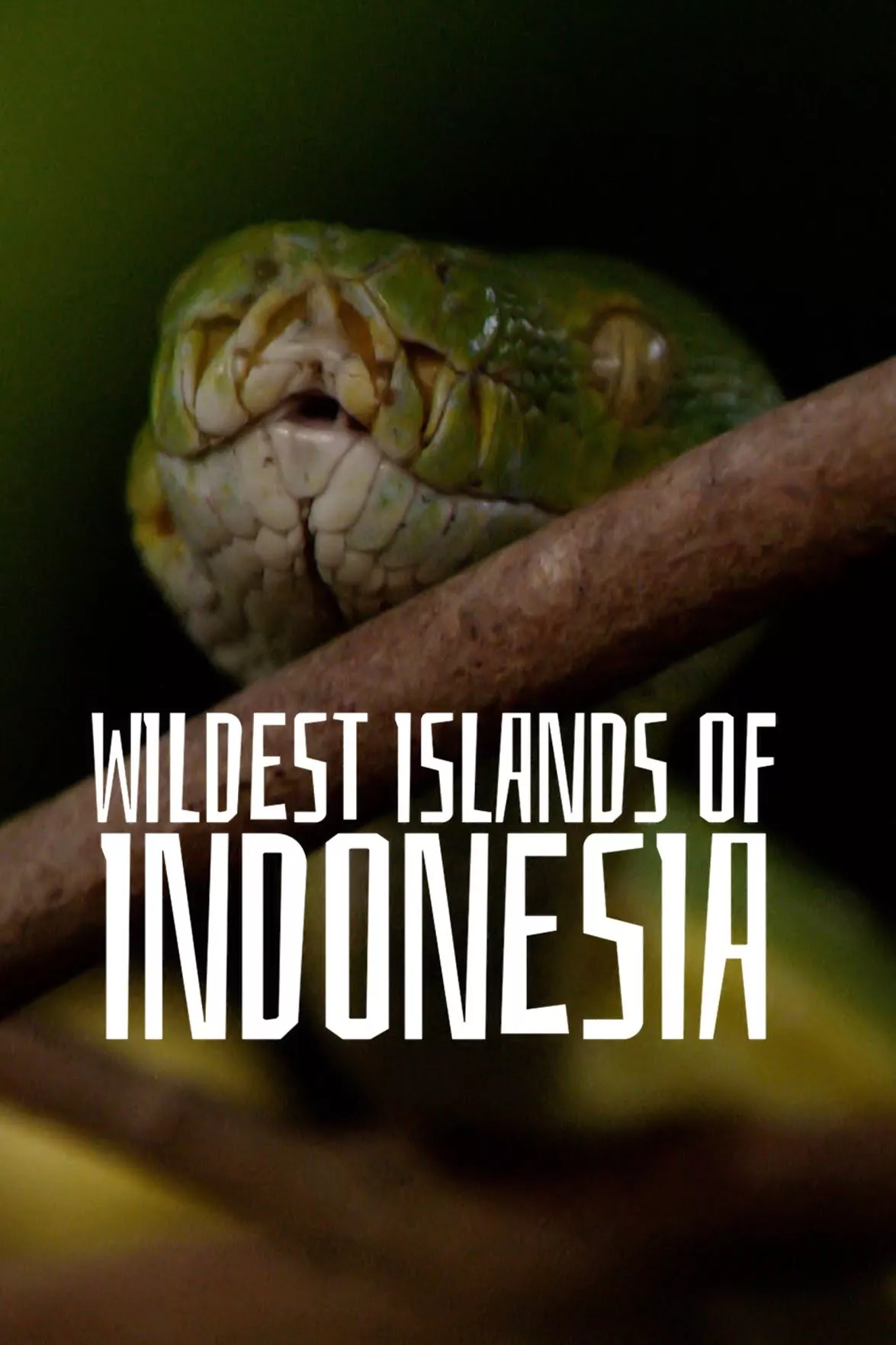 Серіал 'Дуже дика Індонезія' постер